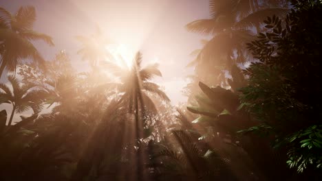 Sonnenuntergang-Strahlt-Durch-Palmen